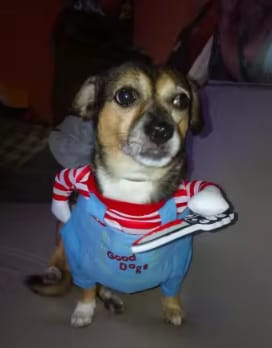 Customer photo review of Disfraz Muñeco Asesino para Mascotas