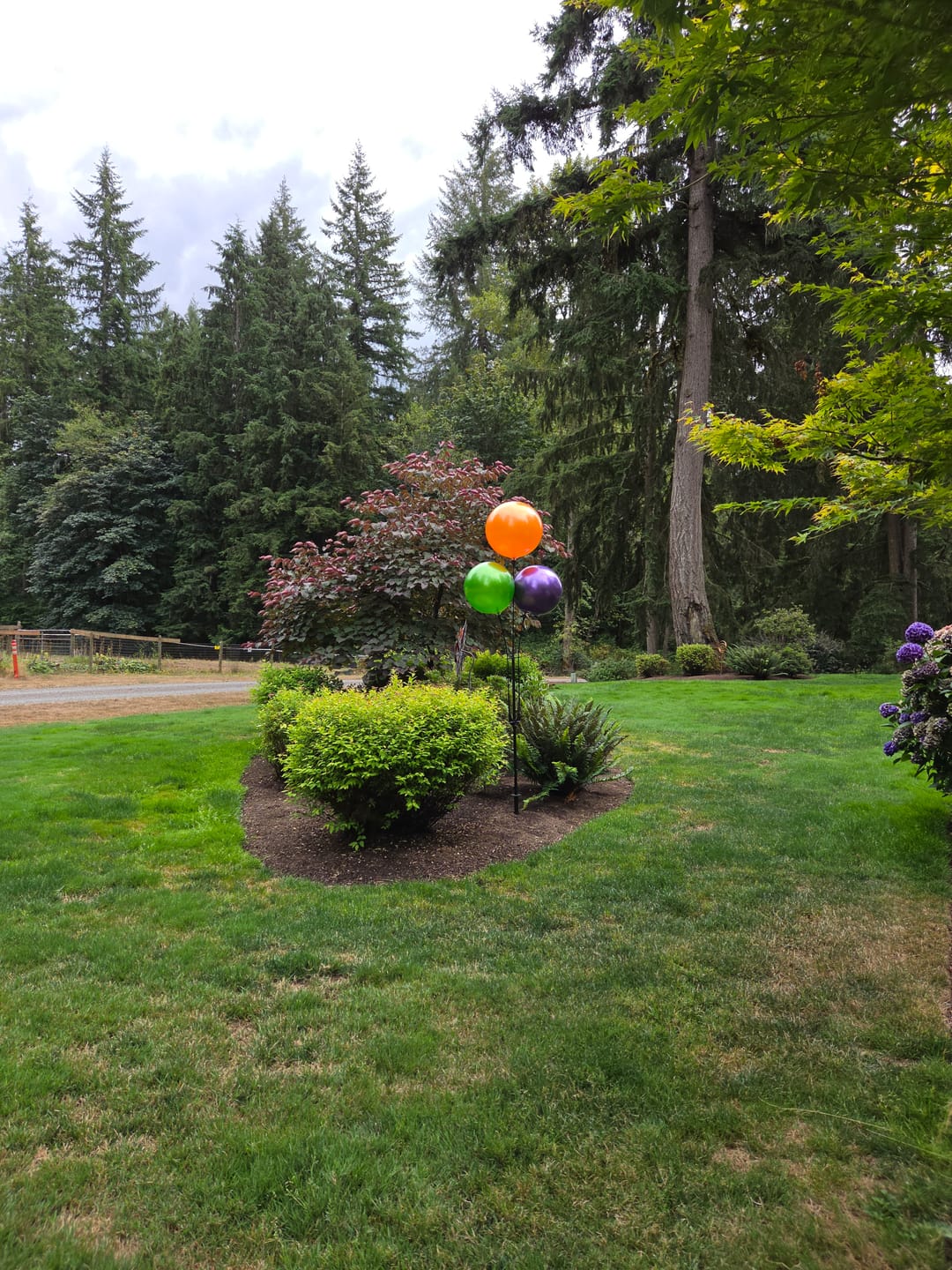 Customer photo review of DuraBalloon® 3-Balloon Cluster Pole Kit