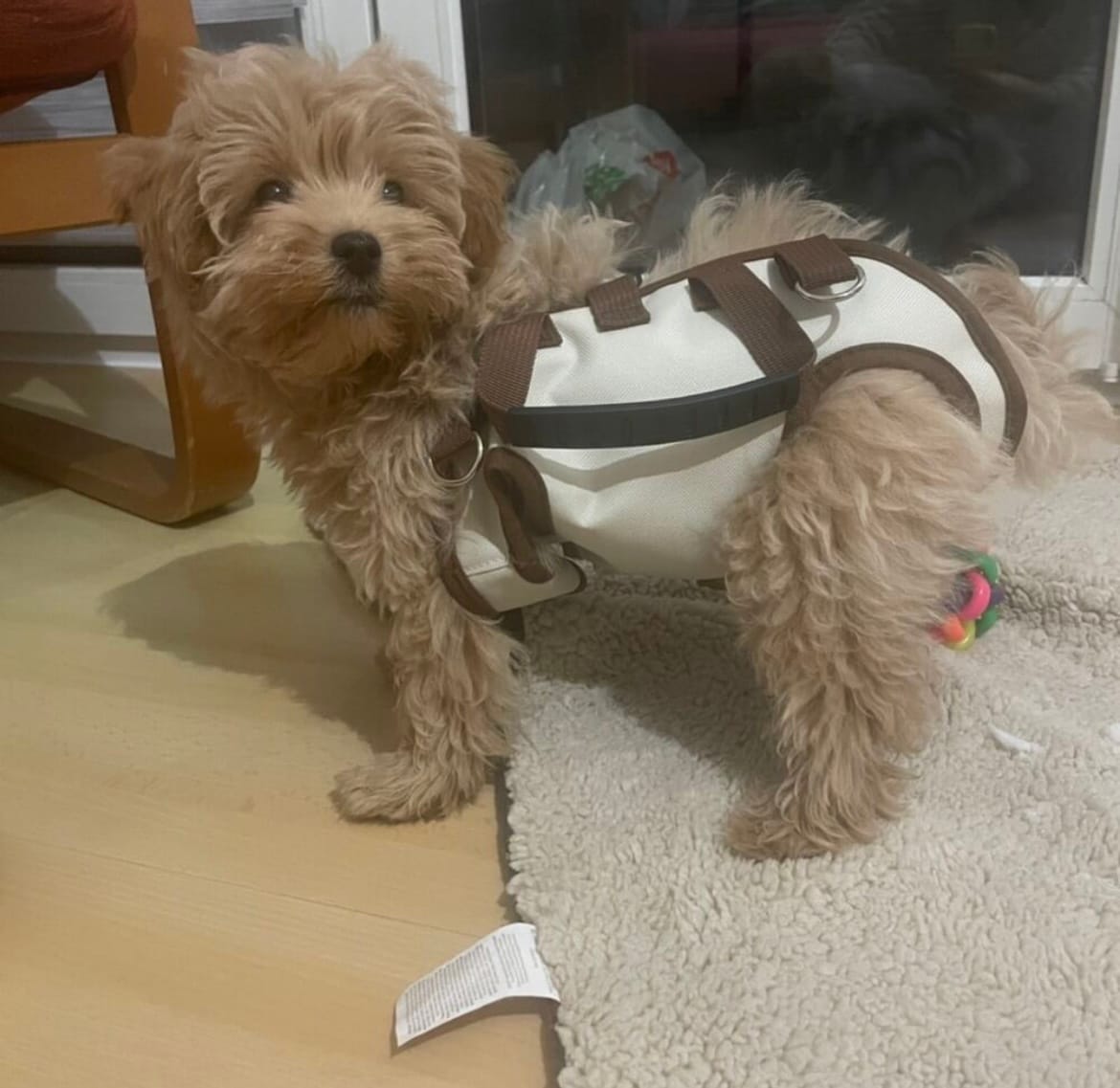 Customer photo review of PawTreck Carrier Backpacks