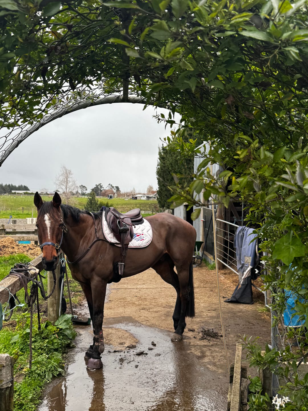 Customer photo review of Digestive EQ