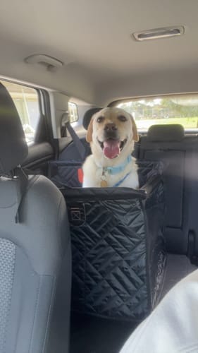 Customer photo review of Pawlow Single Hard Bottom Seat Cover