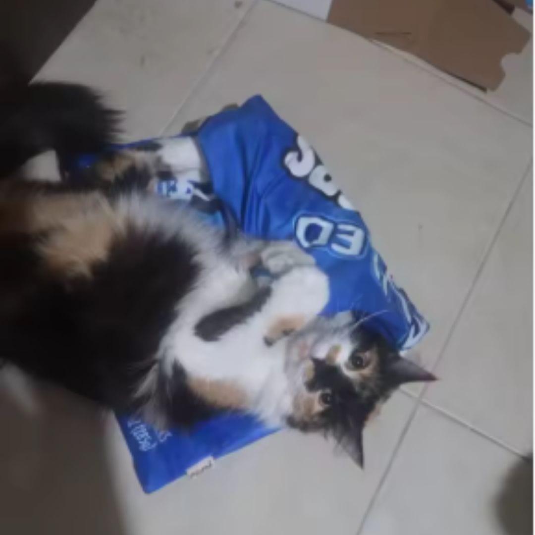 Customer photo review of Crinkle Cat Bed