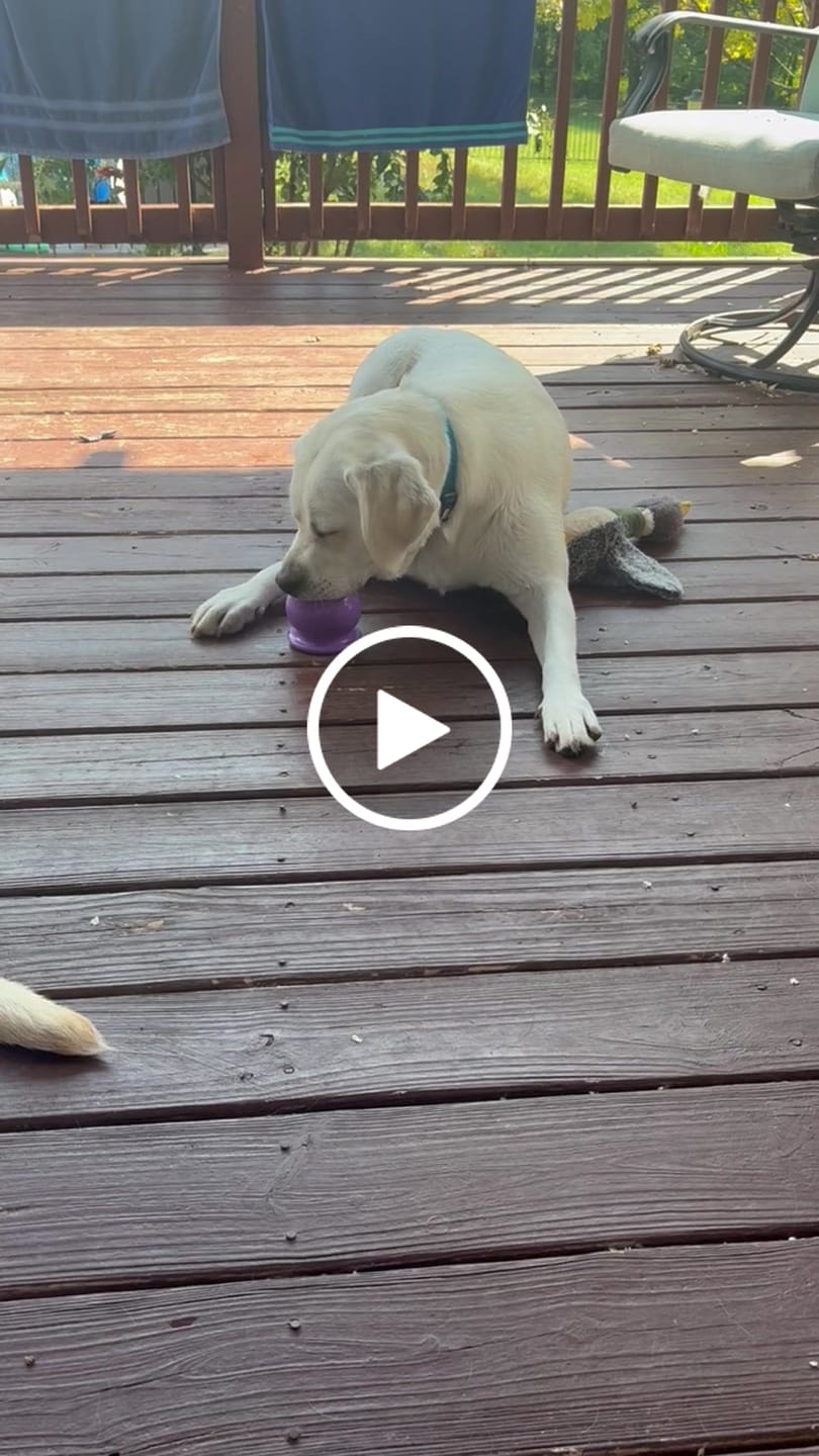 Customer video review of Bone Refills Dog Meat 90 Grams (4 Pack)®