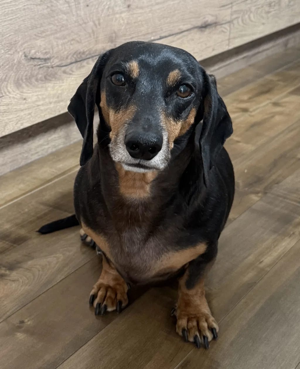 Customer photo review of Spray Dental Para Perros y Gatos