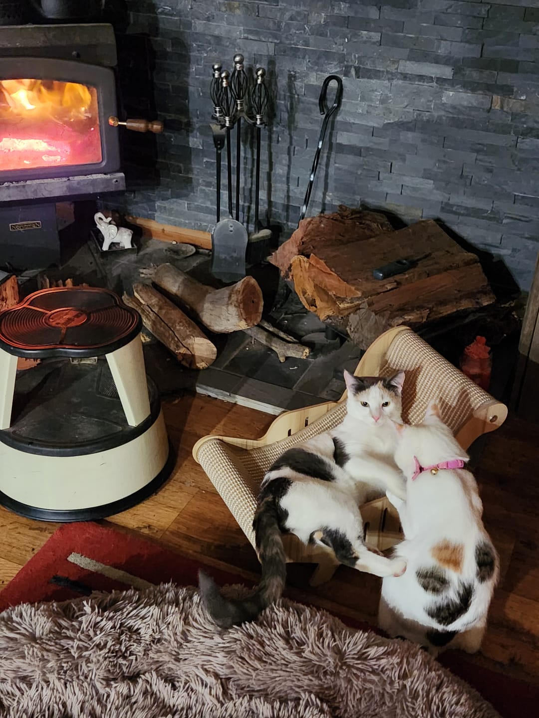 Customer photo review of Cat Scratcher Bed Lounge Chair 2 in 1 Cardboard Kittens Scratching Pad