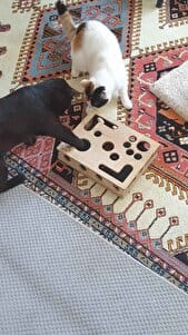 Customer photo review of Sugenza™ Kedi Tırnak Törpüleme & Oyun Kutusu
