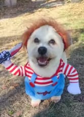 Customer photo review of Disfraz Muñeco Asesino para Mascotas