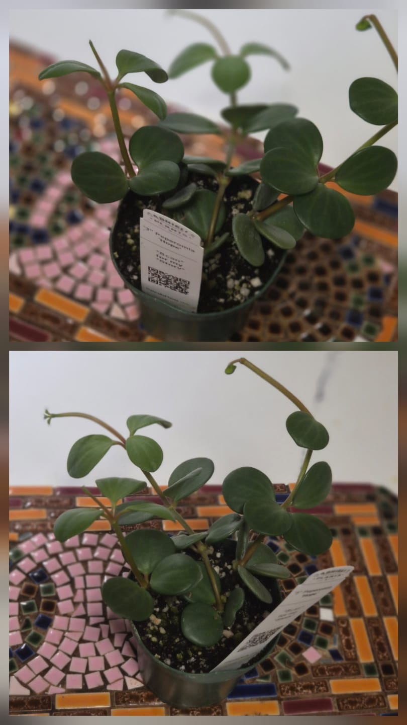 Customer photo review of Peperomia 'Hope'