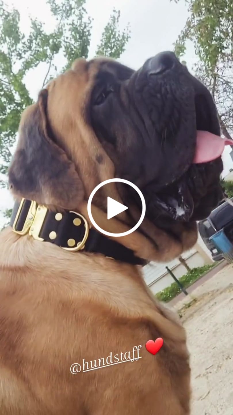 Customer video review of Extreme Gold Buckle Svart - Starkt och säkert halsband