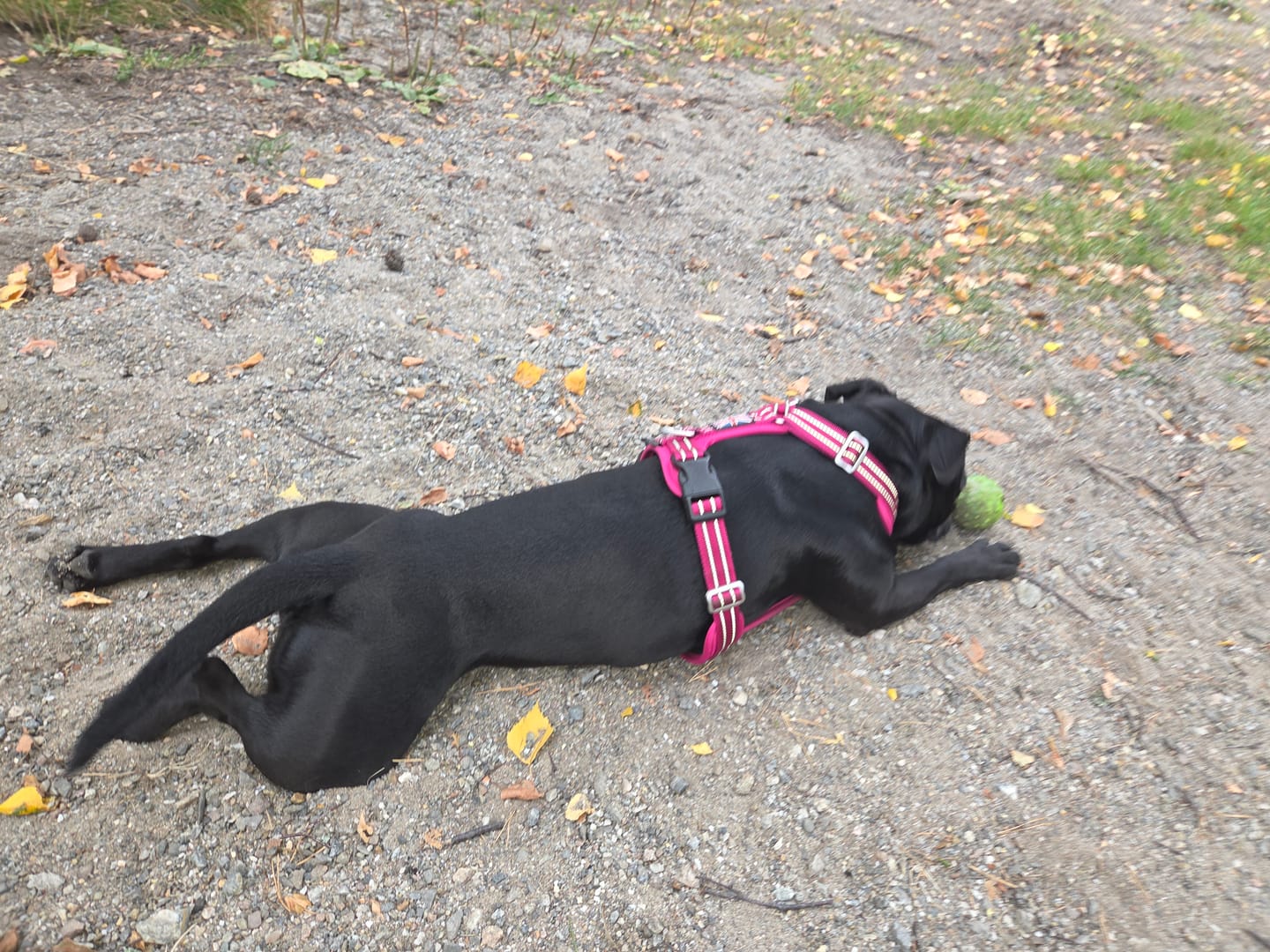 Customer photo review of Staffordshire Bull Terrier 1935® Harness & Leash Set - Fuchsia