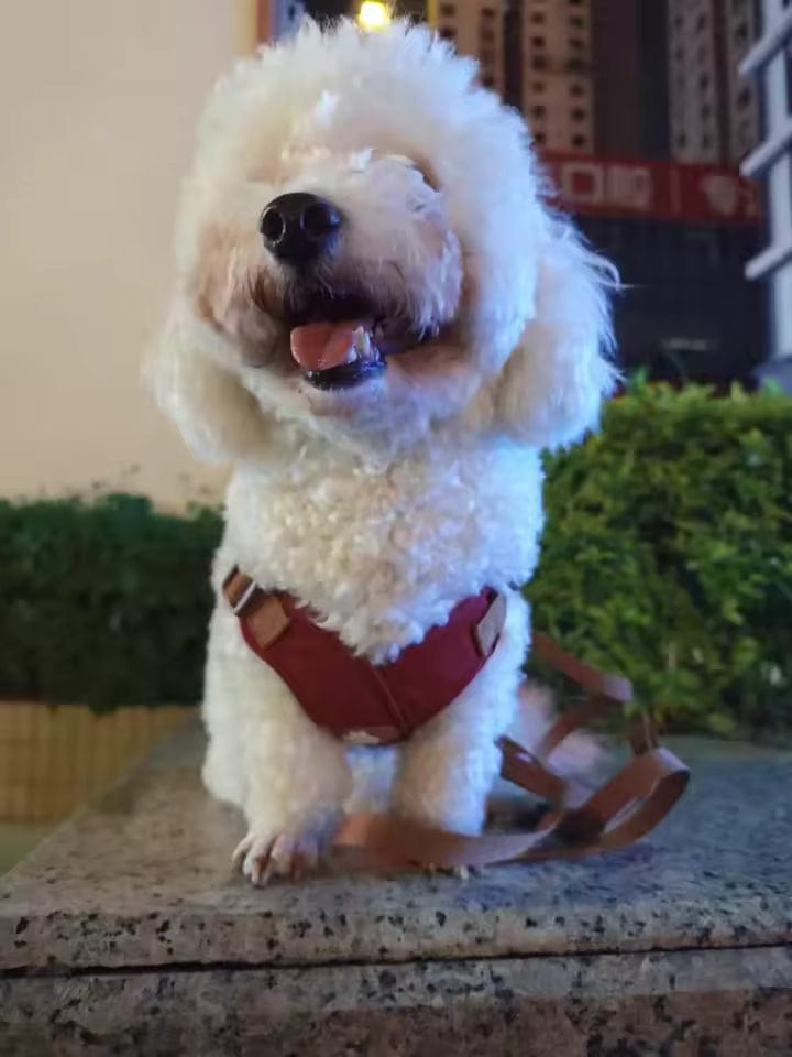 Customer photo review of Elimina el mal aliento de tu mascota en segundos 🐾