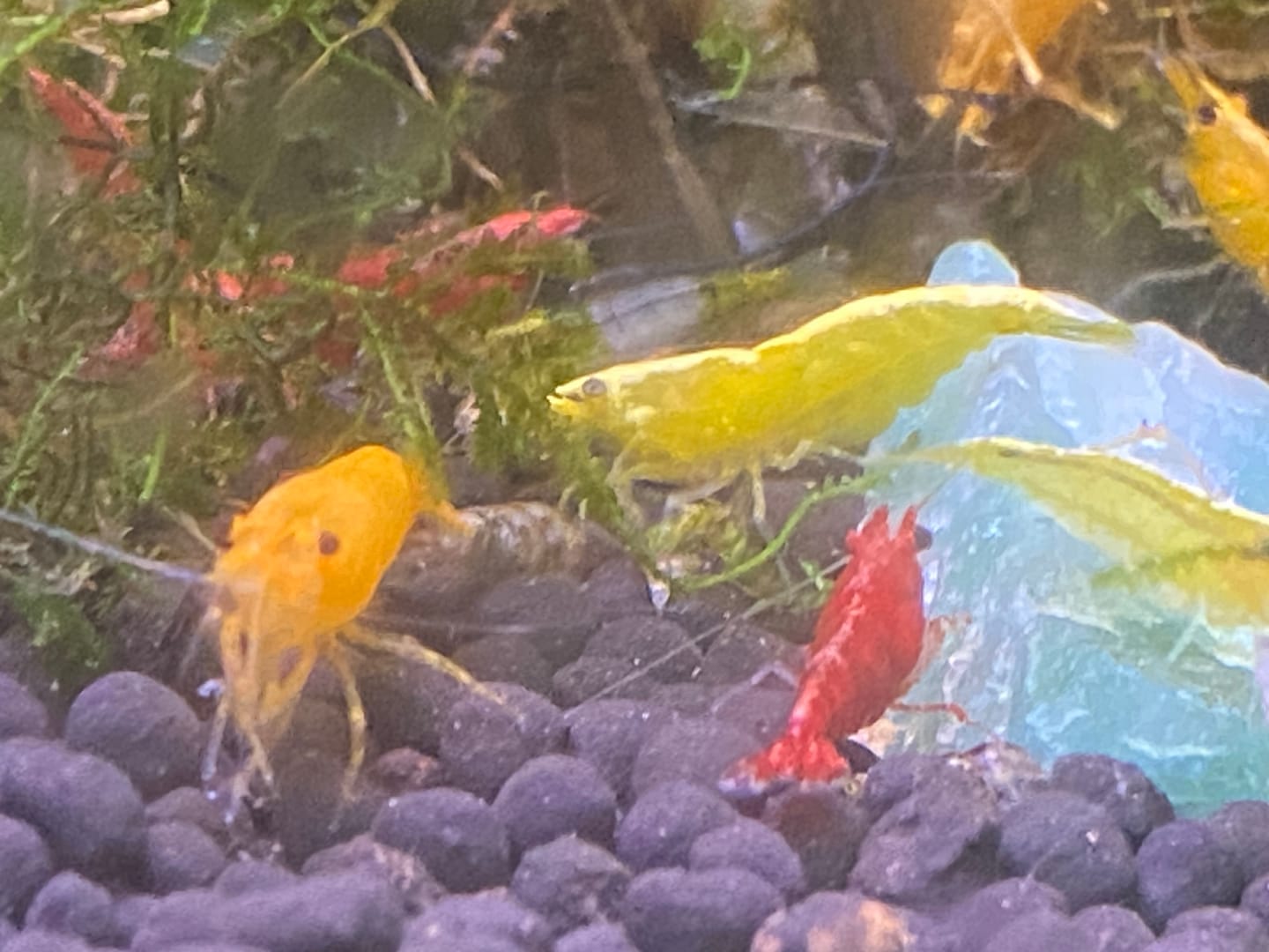 Customer photo review of Skittles Shrimp