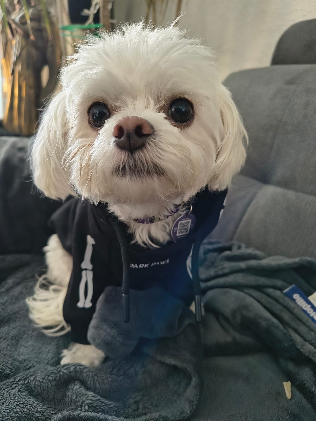 Customer photo review of Halloween Dog Hoodie - Reflective Skeleton