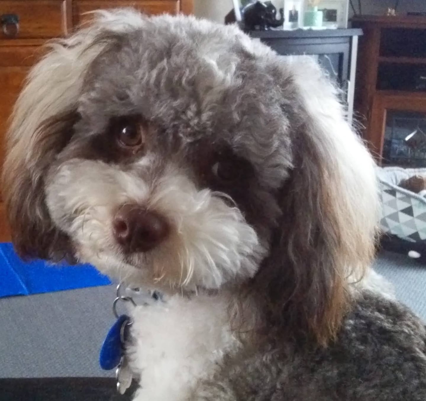 Customer photo review of Hill's Prescription Diet Metabolic Weight Treats Dog Food 340g