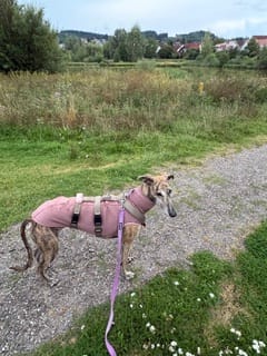 Customer photo review of Führungsleine 2,30m (3-fach verstellbar)