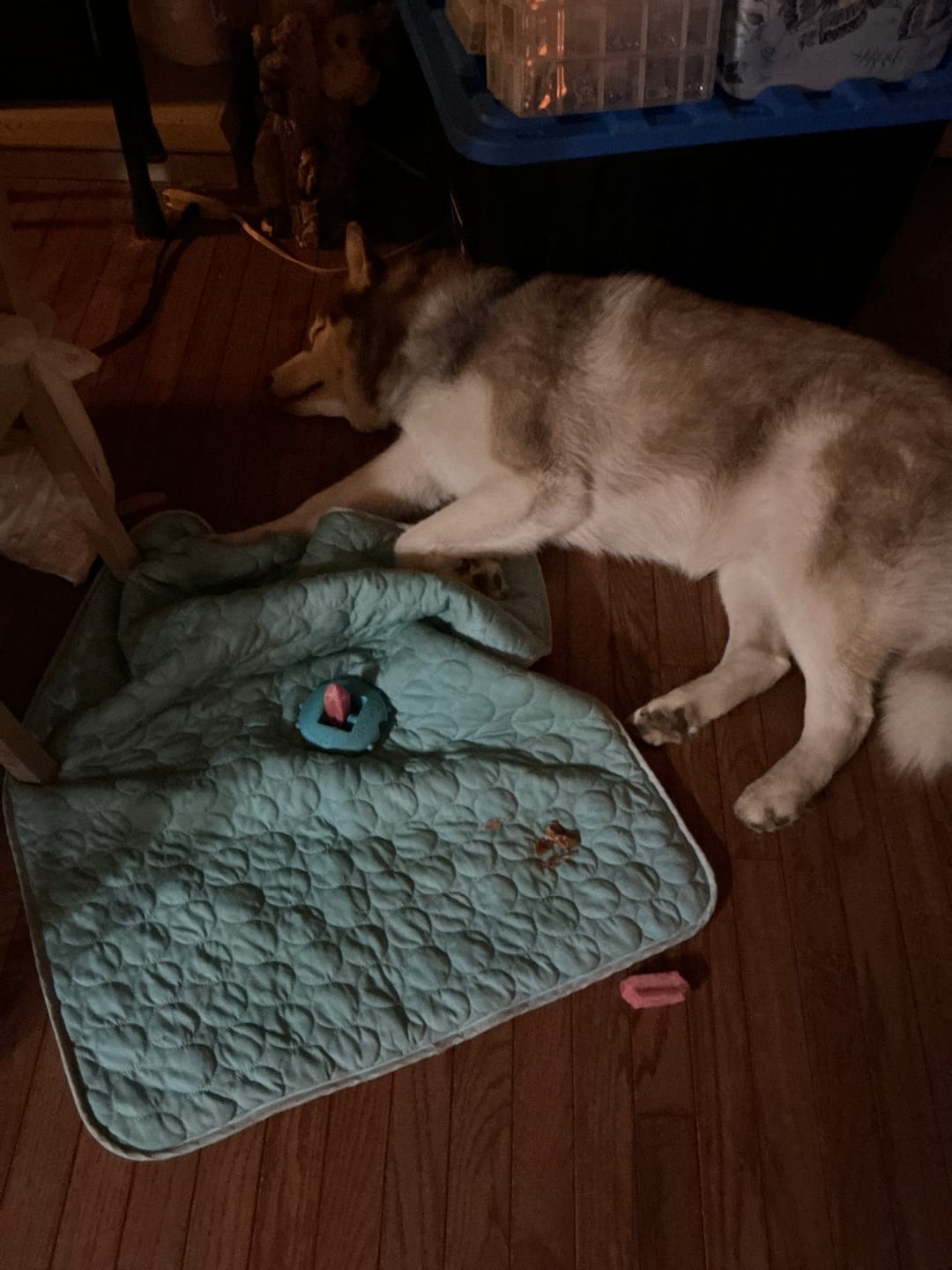 Customer photo review of Strawberry Himalayan Yak Chew (MEDIUM)