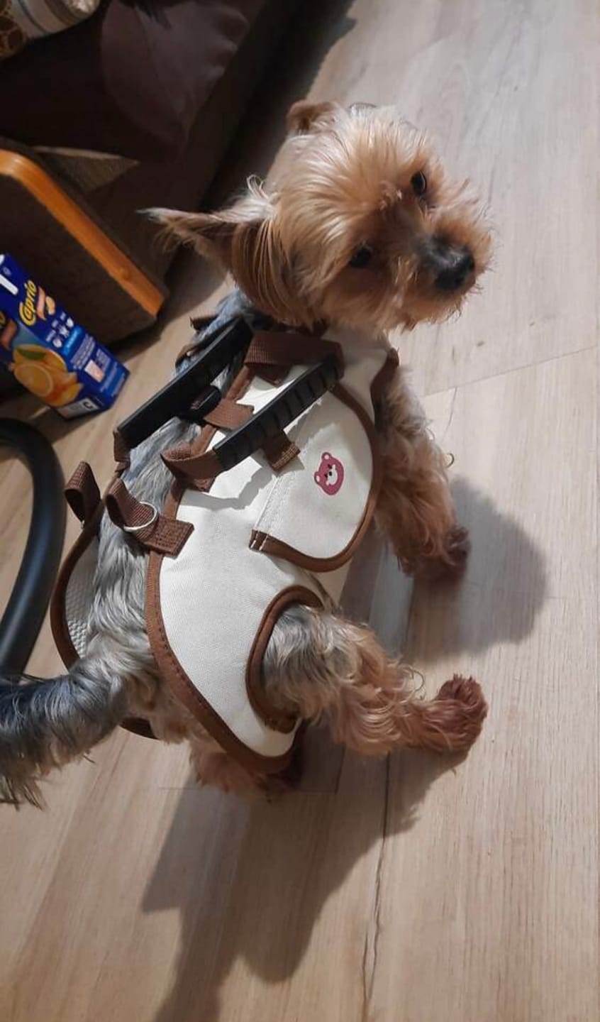Customer photo review of PawTreck Carrier Backpacks