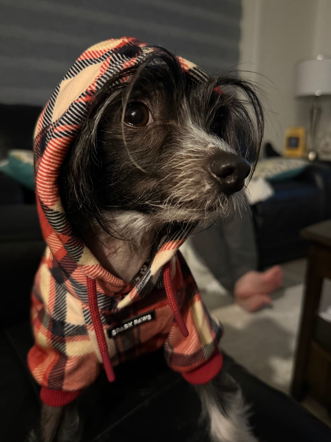 Customer photo review of Red Plaid Dog Hoodie