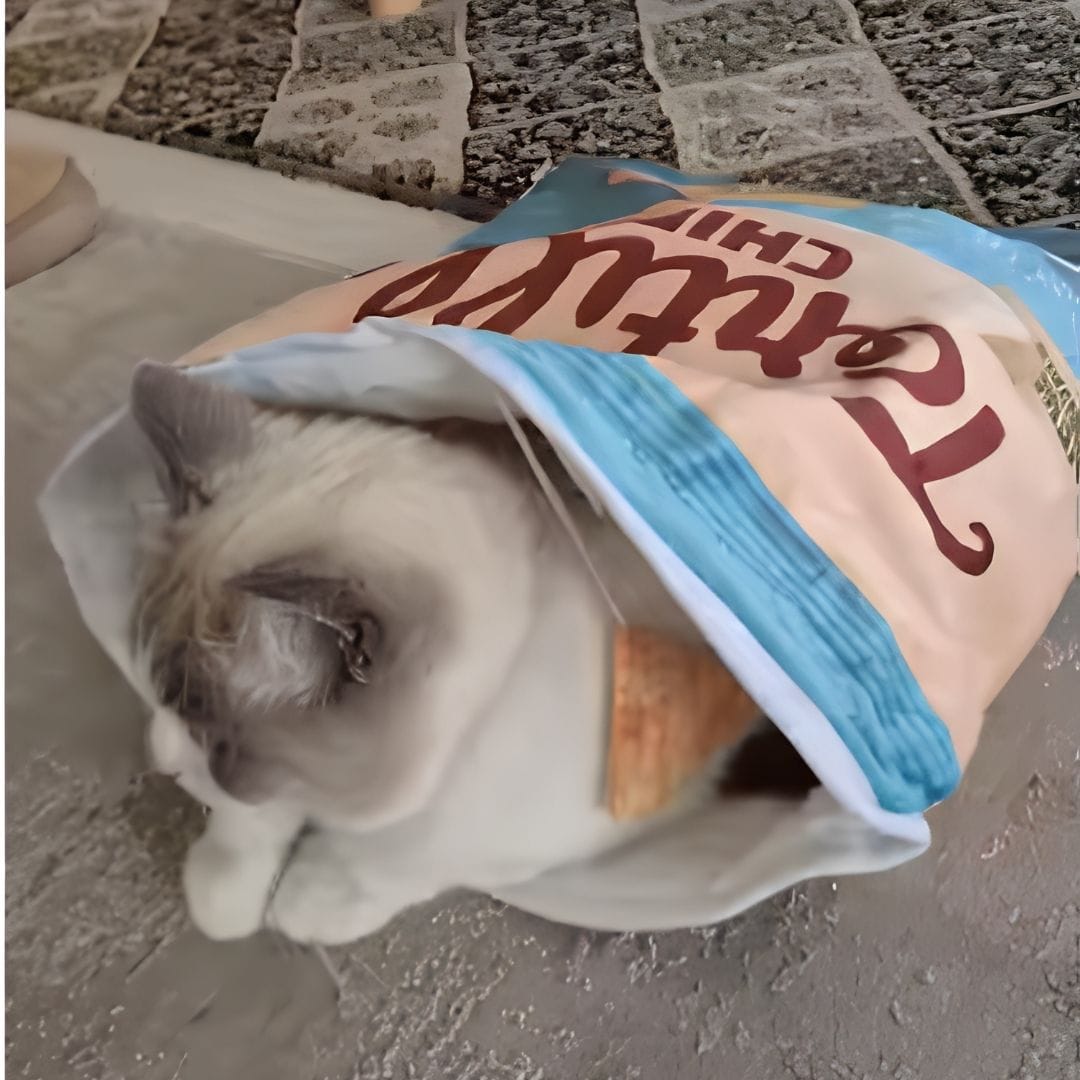 Customer photo review of Crinkle Cat Bed