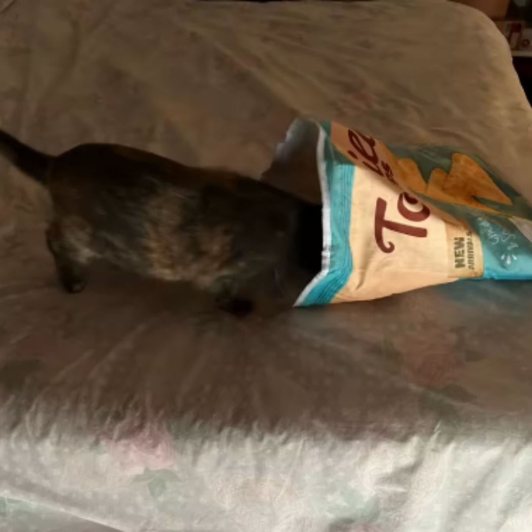 Customer photo review of Crinkle Cat Bed