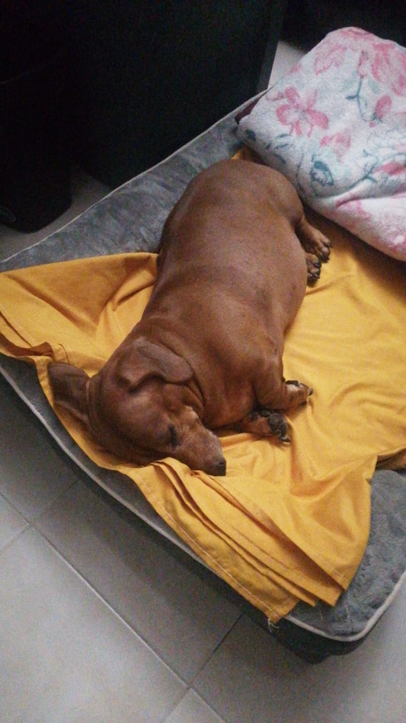 Customer photo review of Cama Ortopédica para Perros