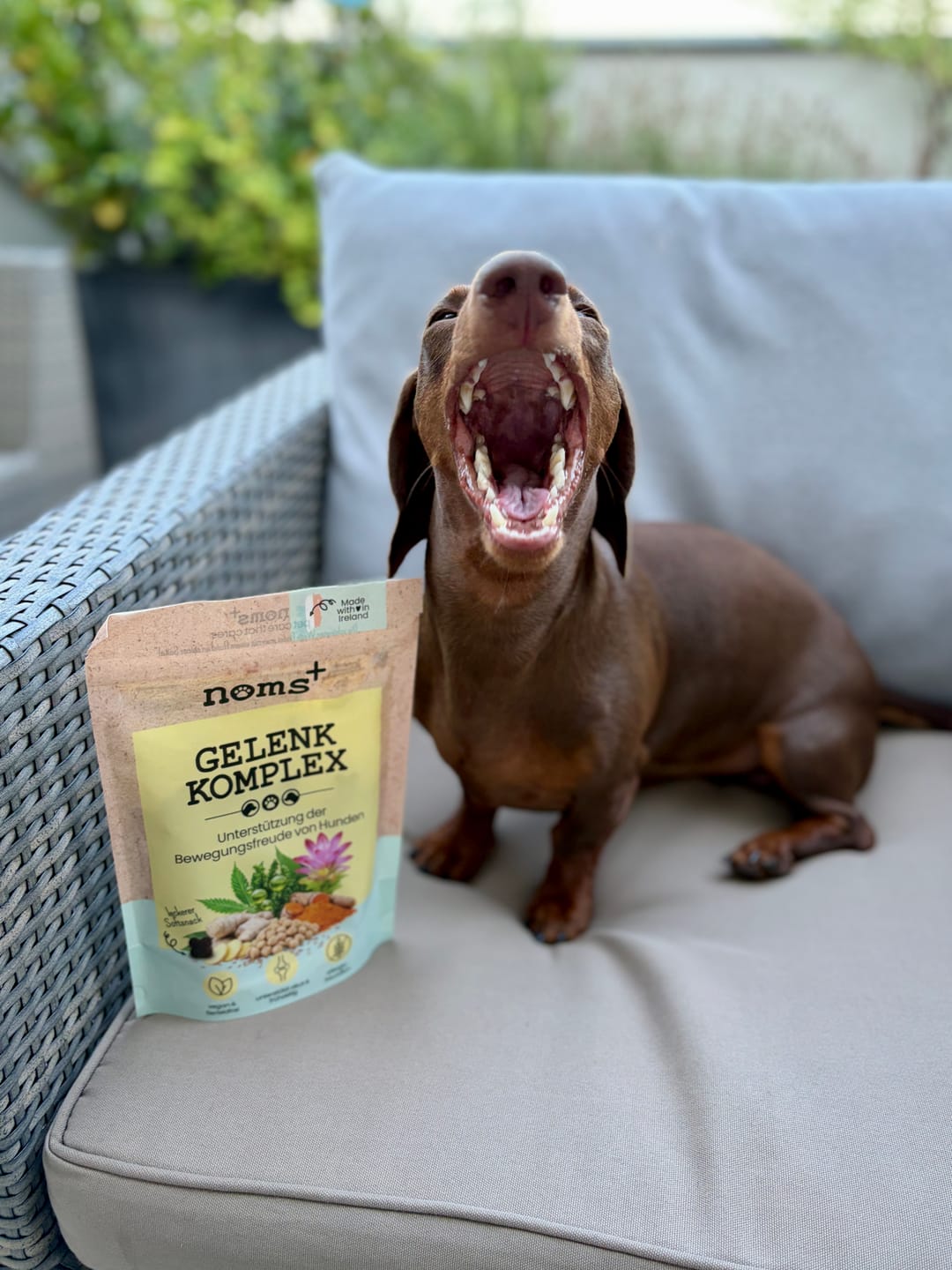 Customer photo review of Gelenk-Komplex für Hunde