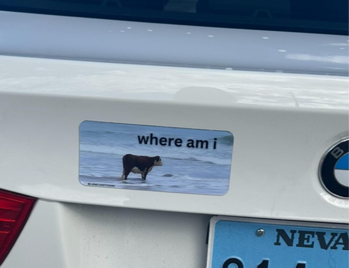 Customer photo review of i may be stupid / where am i / customizable text