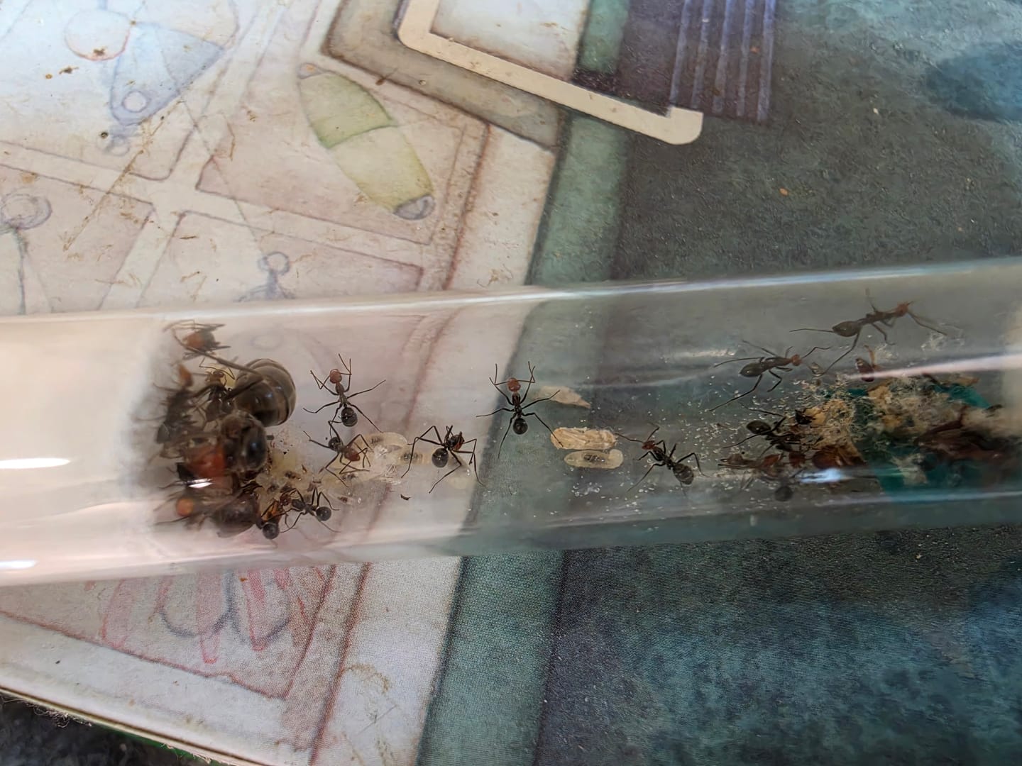 Customer photo review of Red Honeypot Ant (Myrmecocystus placodops)