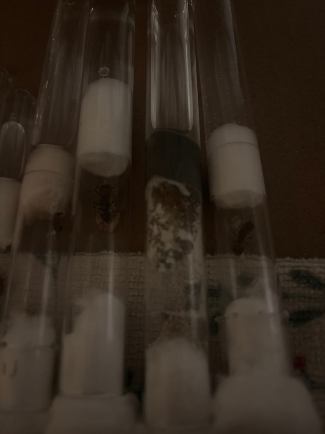 Customer photo review of Gold Honeypot Ants (Myrmecocystus mexicanus)