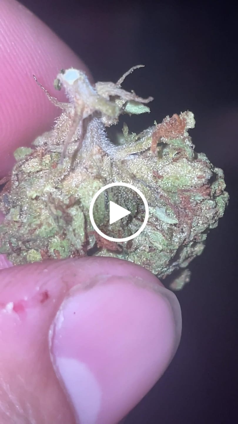 Customer video review of Bulk THCA Flower Pounds