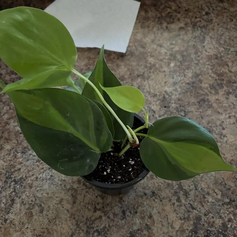 Customer photo review of Brazil Philodendron in 4" Nursery Pot – Philodendron Hederaceum 'Brasil' – Trailing Vine Plant – Low Maintenance Indoor Plant – Vibrant Foliage – Air Purifying & Pet-Friendly Low-Light Houseplant