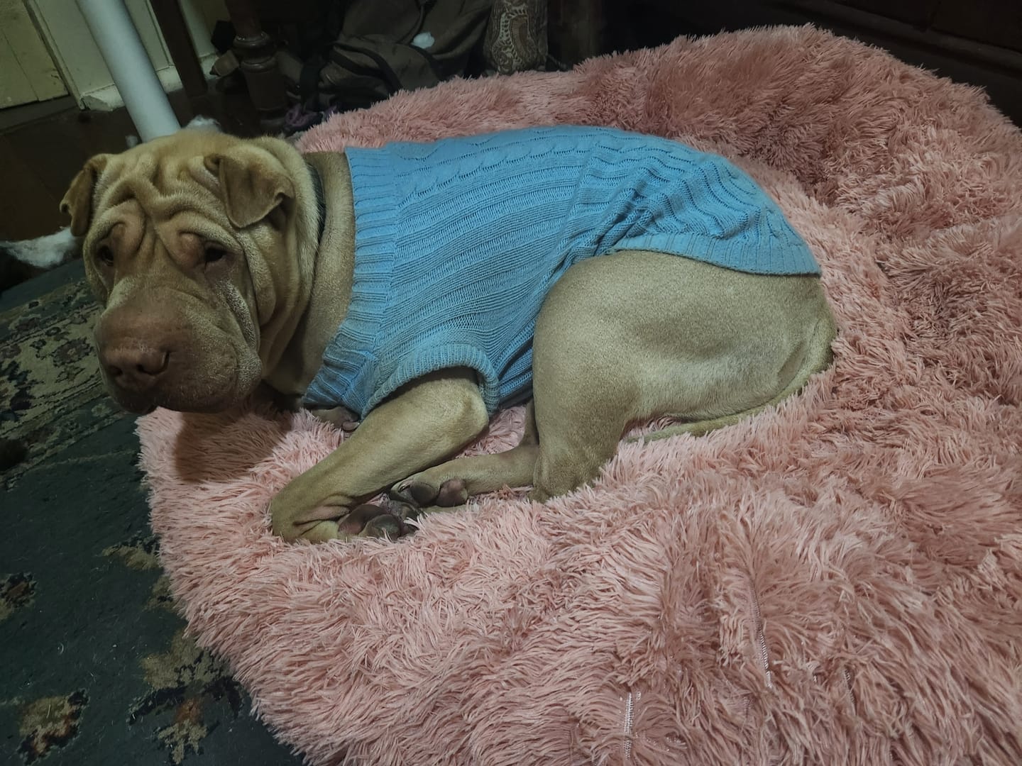 Customer photo review of Calming Pet Bed Machine Washable
