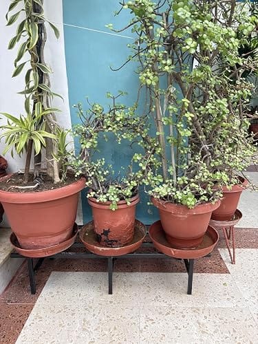 Customer photo review of Horizontal Metal Pot Stand (Set of 2 ) 76x24x18 Cm | Rust-Proof Matte Powder-Coated Pot Stand for Big Size Plants | Supports Up to 200 Kg| Ideal for Balcony, Outdoor and Indoor Plant Display