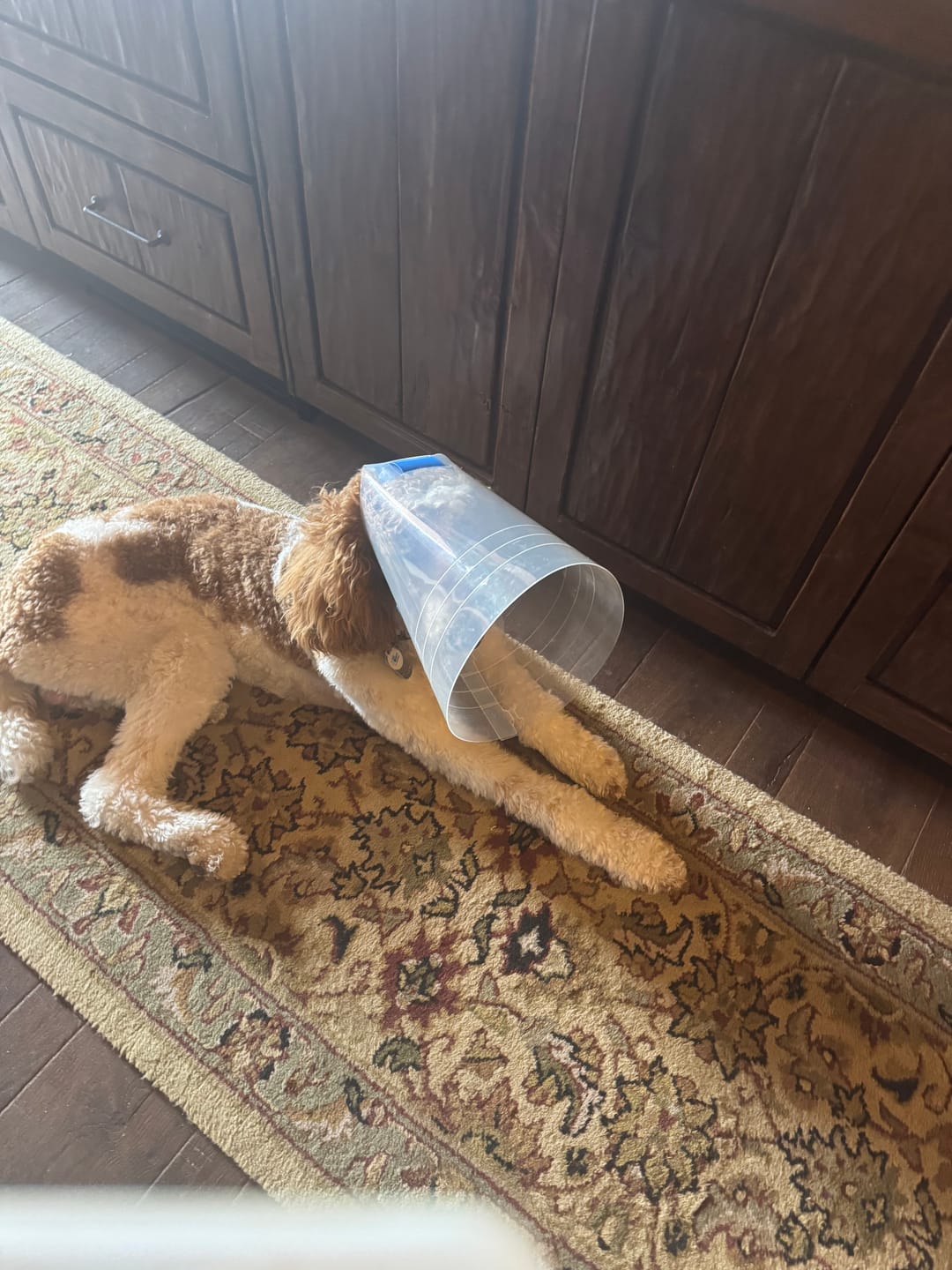 Customer photo review of NovaGuard Recovery Collar