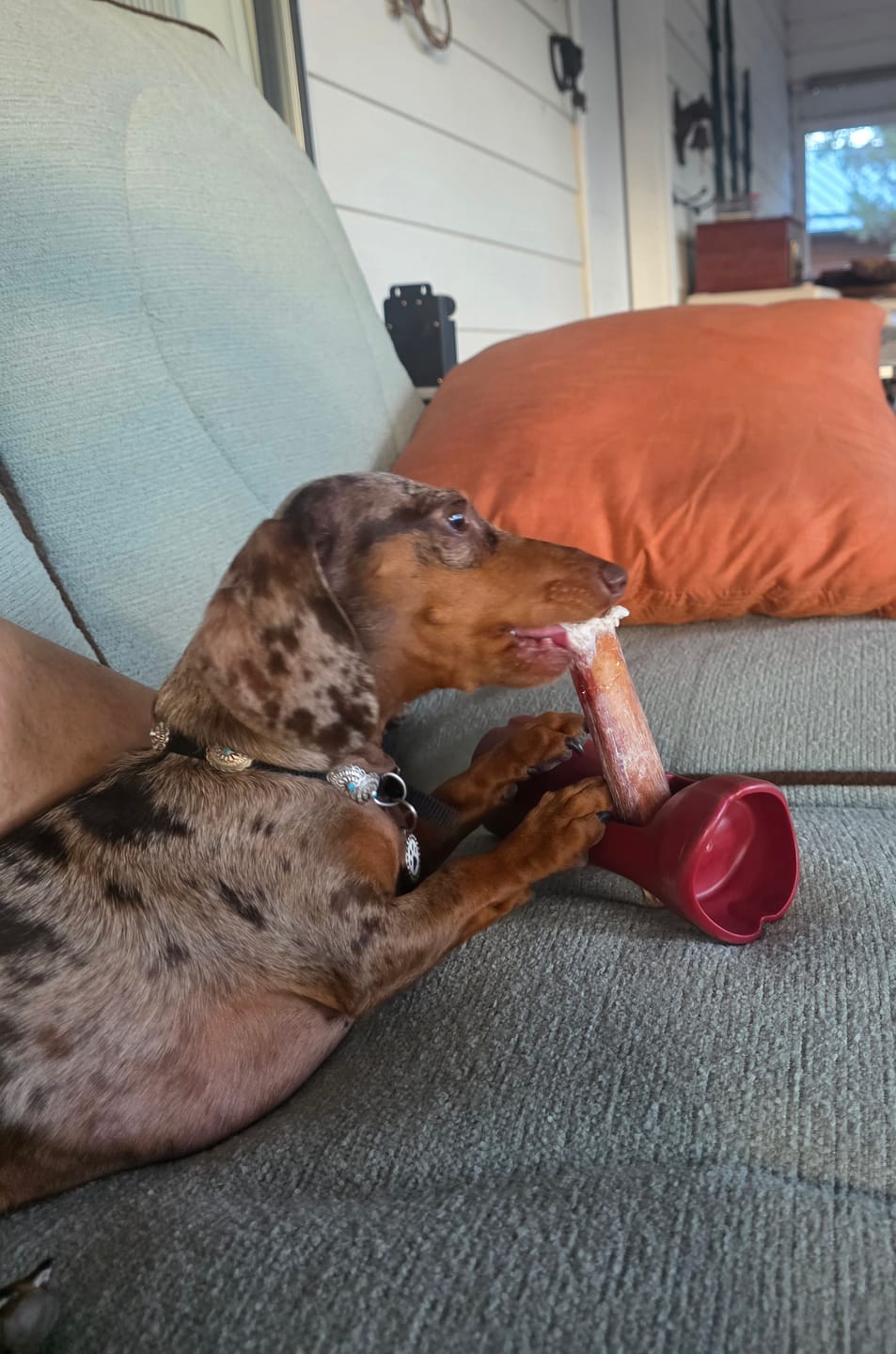 Customer photo review of 12 Inch Monster Bully Stick
