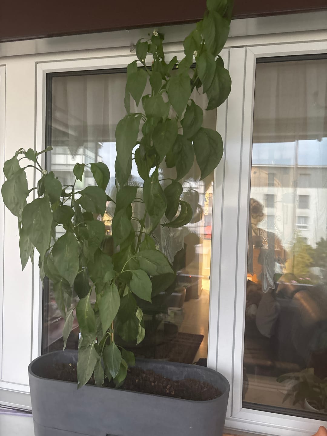 Customer photo review of Boum Pro Balkonkasten 13 L