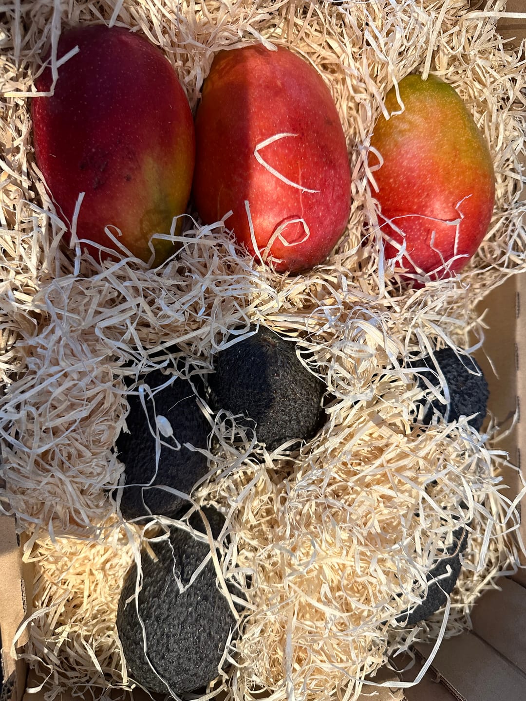 Customer photo review of Avocado Hass 15 Monate baumgereift von Julian
