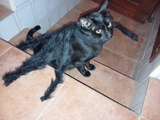 Customer photo review of Spidey Cat™ Costume