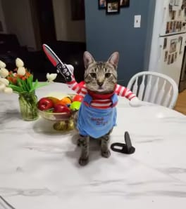 Customer photo review of Disfraz Muñeco Asesino para Mascotas