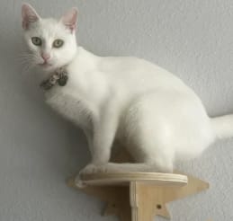 Customer photo review of SleepCat - Cama para gatos