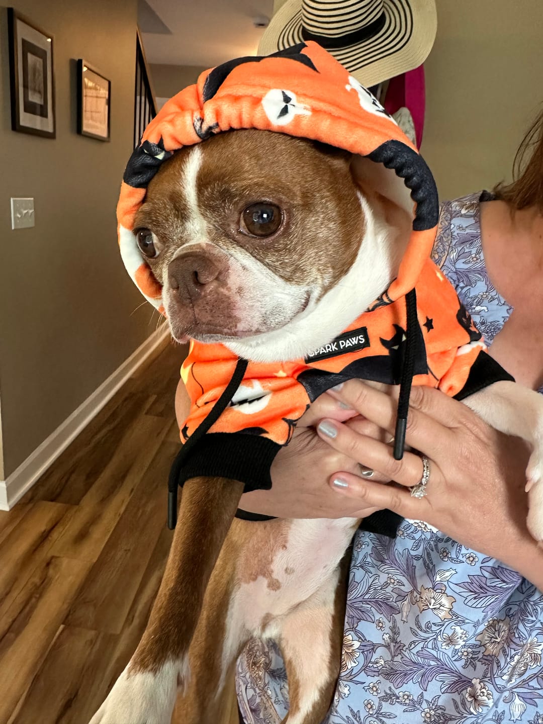Customer photo review of Halloween Dog Hoodie - Orange