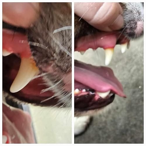 Customer photo review of Dental Powder by Cluxo®️