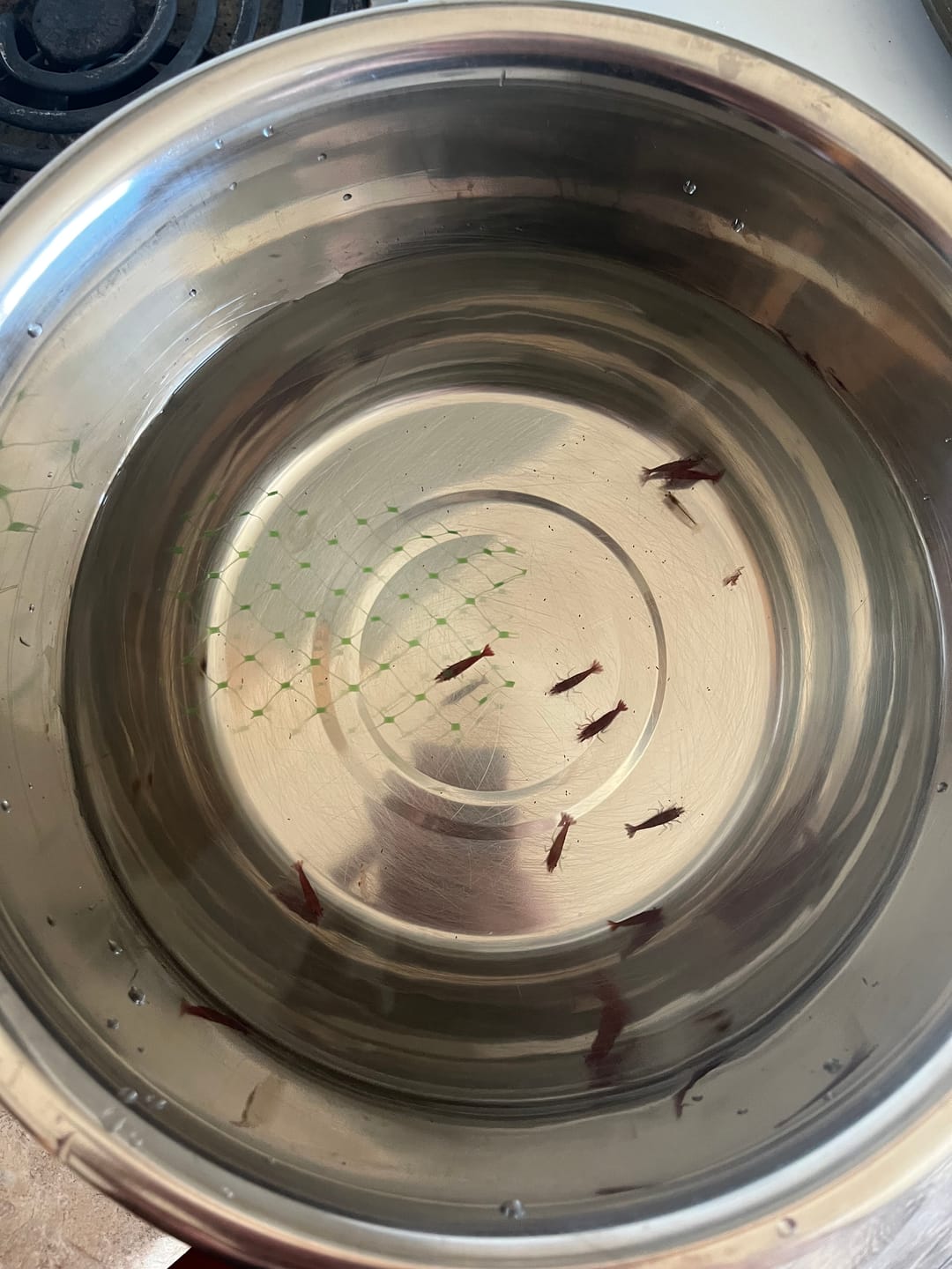 Customer photo review of Fire Red Cherry Shrimp