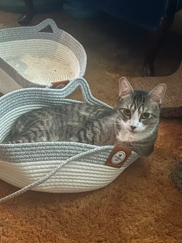 Customer's Instinct Basket with a tabby cat resting comfortably inside, with another empty basket nearby.