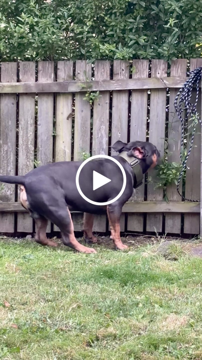 Customer video review of 5cm Combat® Collar | With Handle & Secure Clip - Khaki