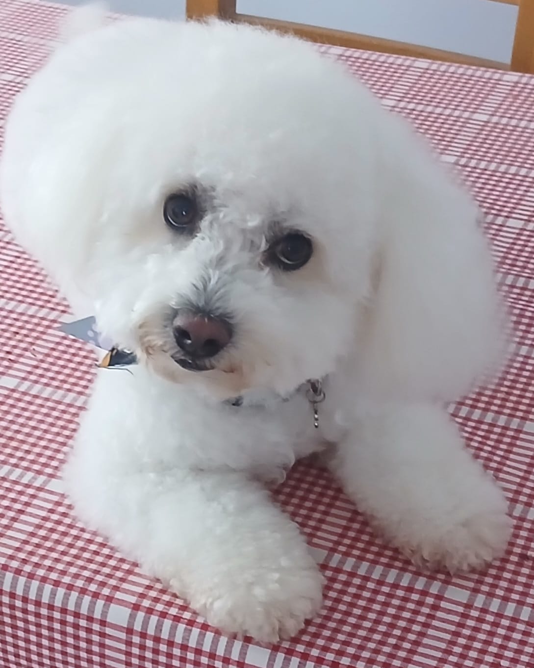 Customer photo review of Green Lipped Mussel Powder For Dogs