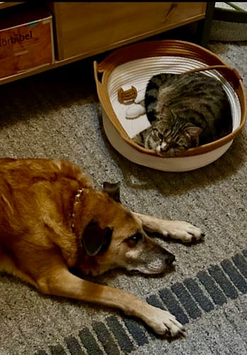 Customer's Fellnest Katzenkorb rope basket with a striped cat resting inside next to a brown dog.