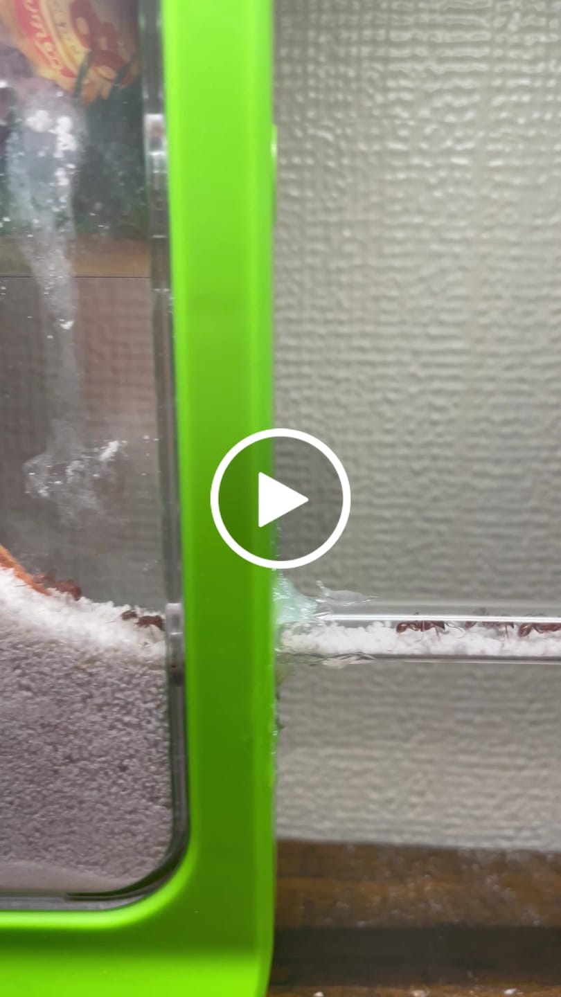 Customer video review of Red Harvester Ant (Pogonomyrmex barbatus)