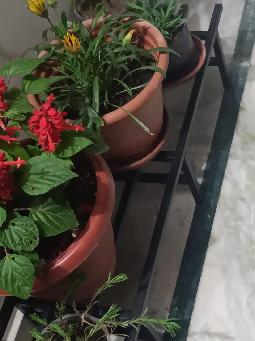 Customer photo review of Horizontal Metal Pot Stand (Set of 2 ) 76x24x18 Cm | Rust-Proof Matte Powder-Coated Pot Stand for Big Size Plants | Supports Up to 200 Kg| Ideal for Balcony, Outdoor and Indoor Plant Display
