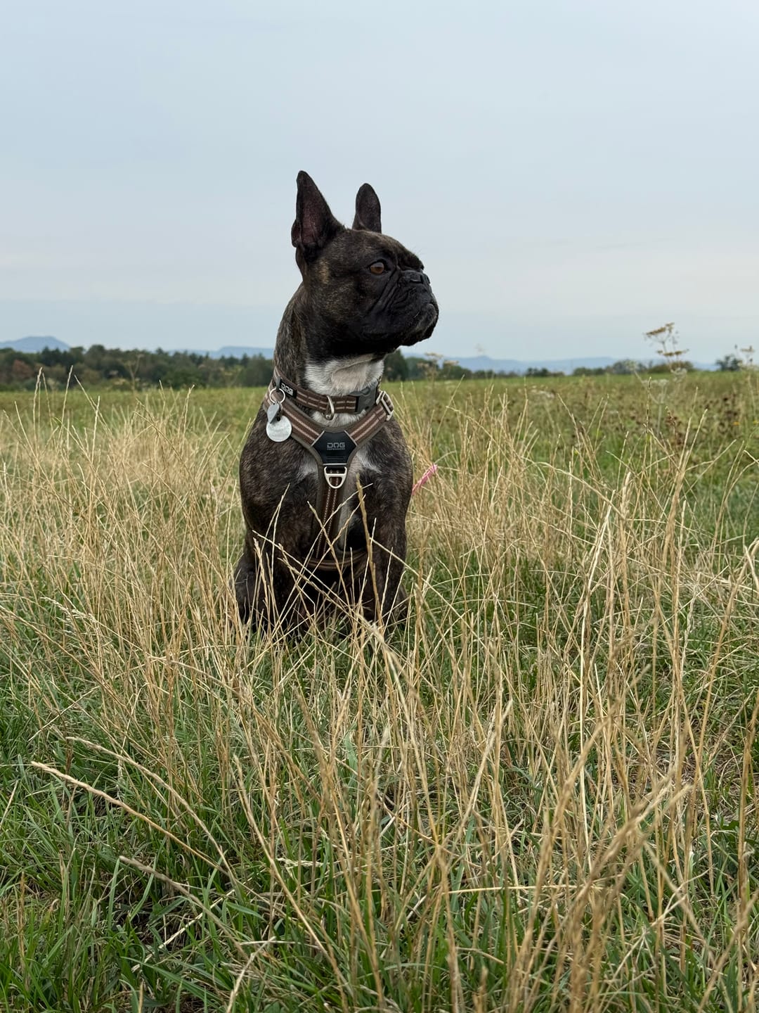 Customer photo review of Wurmtest Plus Hund